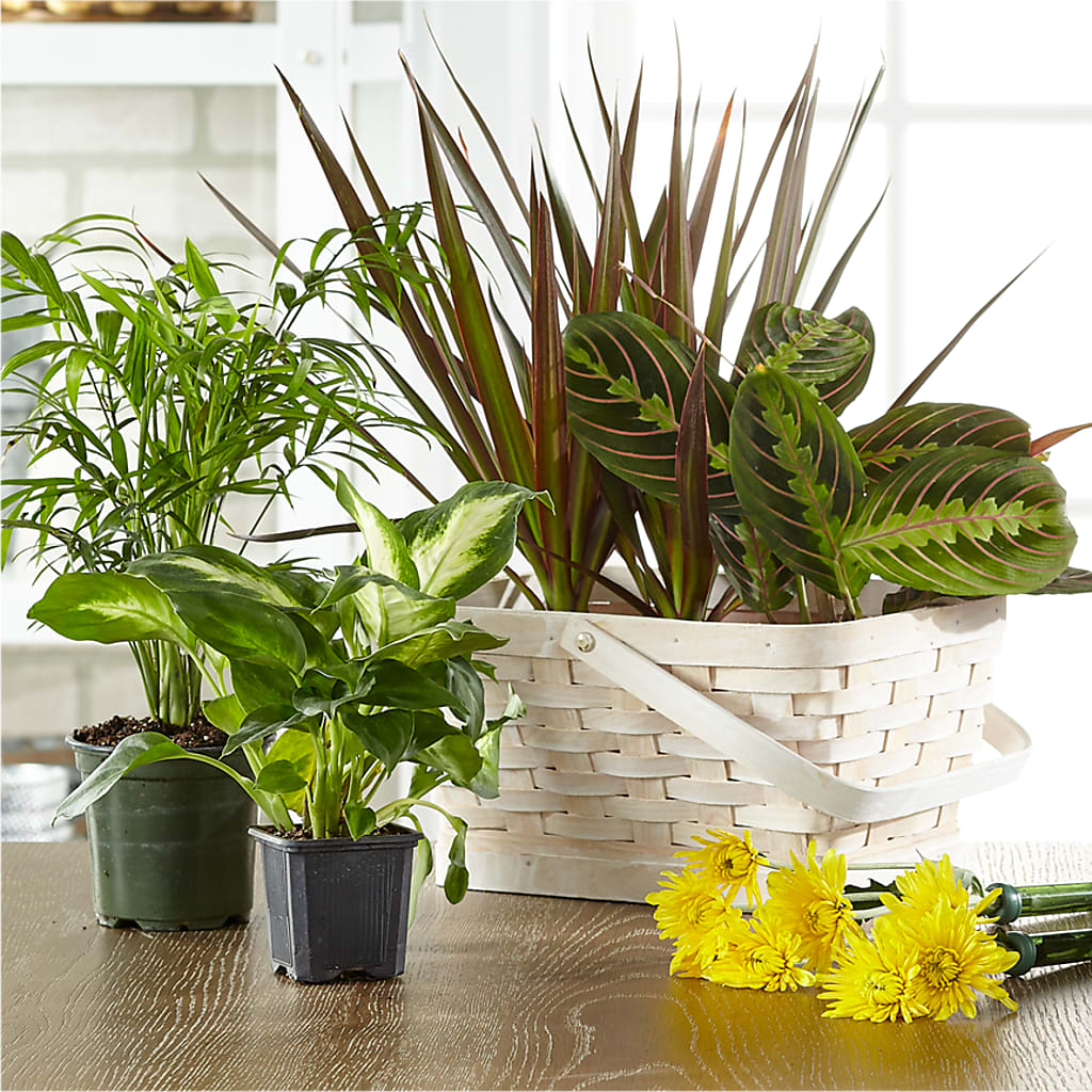 Florist Designed Blooming and Green Plants in a Basket – Exquisite Flowers, Freeport FL