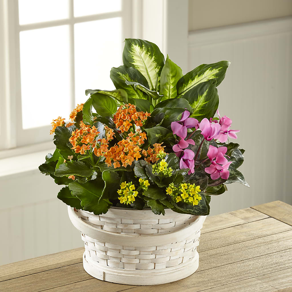 Color Crush Dishgarden – Exquisite Flowers, Freeport FL