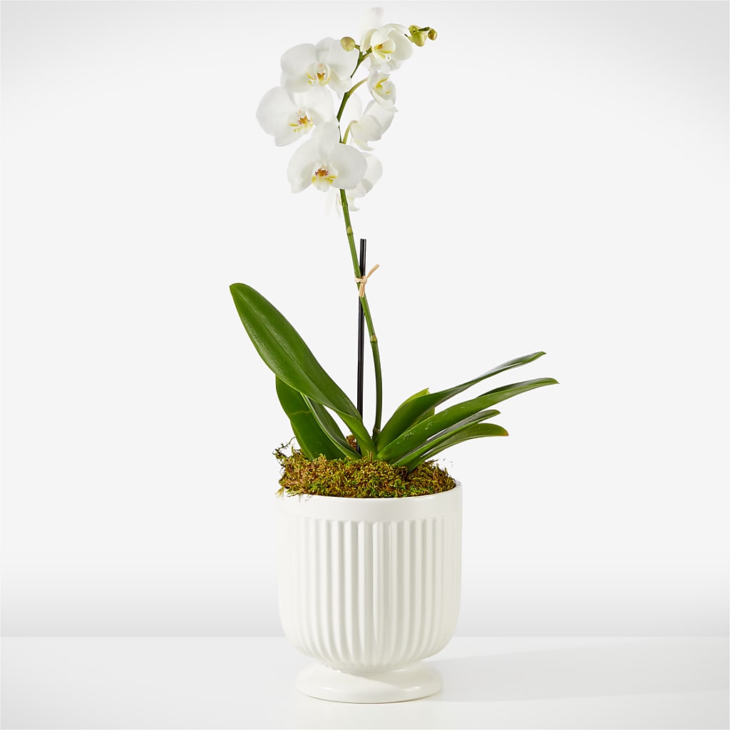 Whispering White Orchid – Exquisite Flowers, Freeport FL