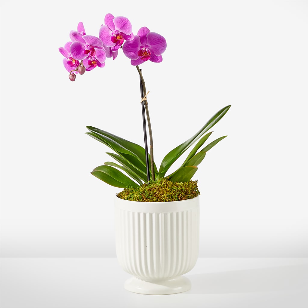 Friendly Fuchsia Orchid – Exquisite Flowers, Freeport FL