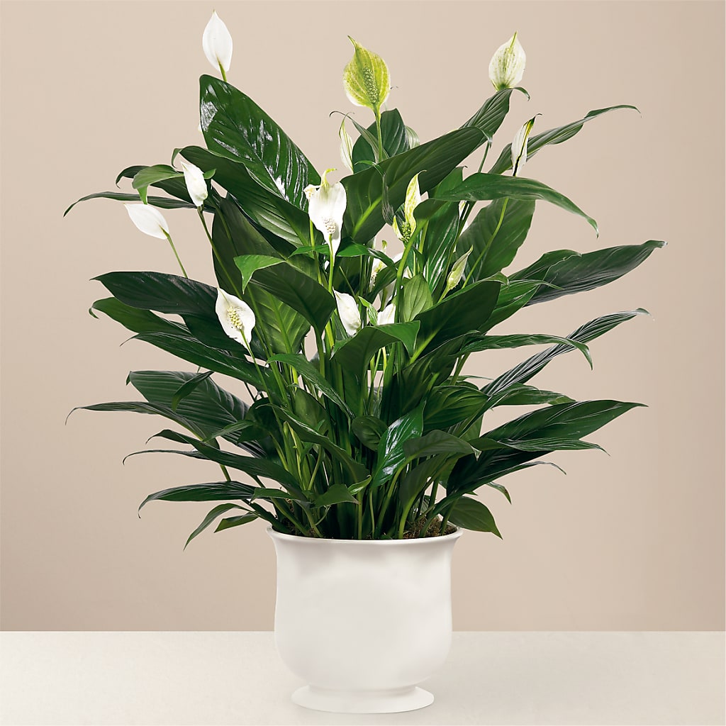 Comfort Planter – Exquisite Flowers, Freeport FL
