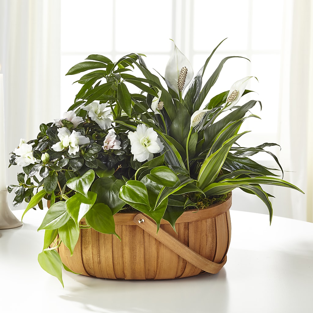 Serene Dishgarden – Exquisite Flowers, Freeport FL