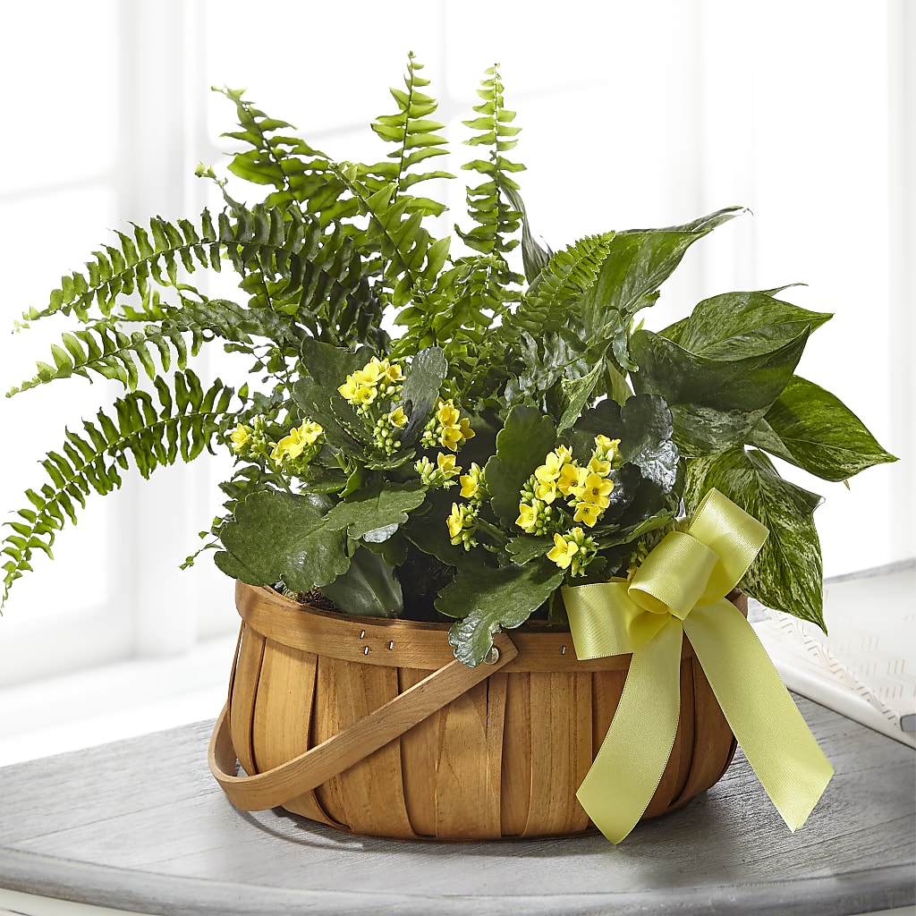 Always Dear Dishgarden – Exquisite Flowers, Freeport FL