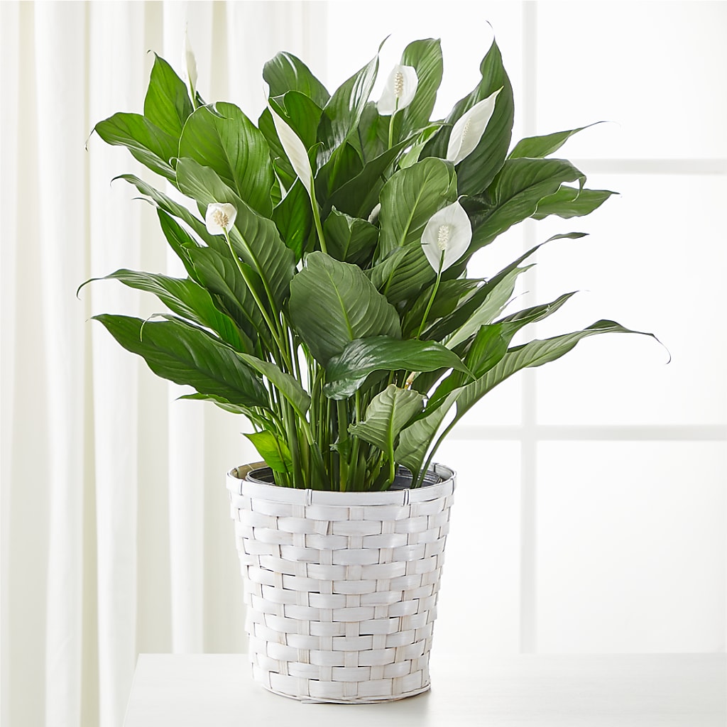A New Leaf Peace Lily – Exquisite Flowers, Freeport FL