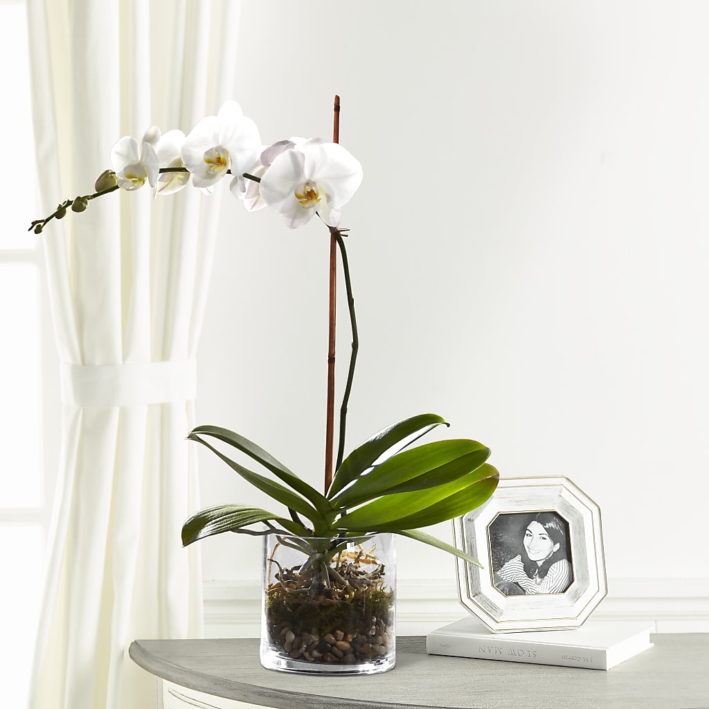 White Orchid Planter – Exquisite Flowers, Freeport FL