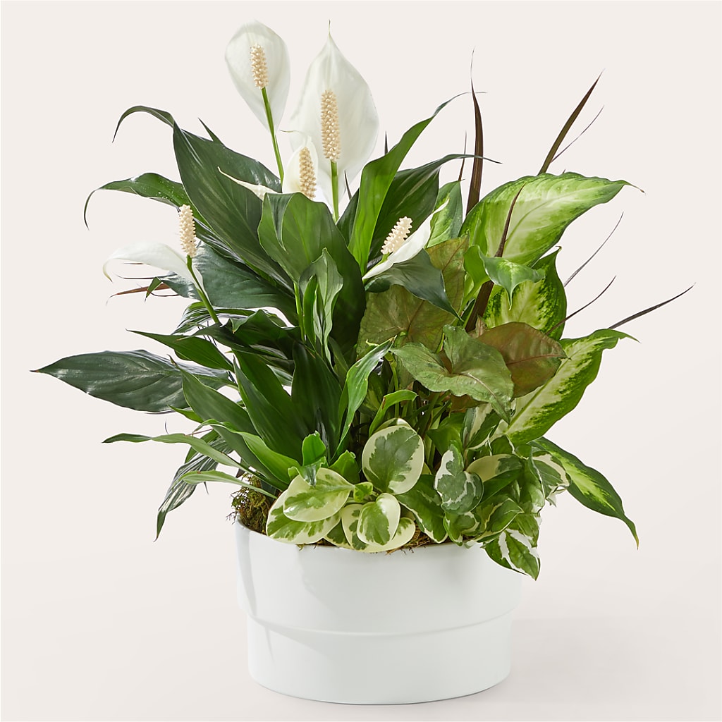 Radiating Positivity Dishgarden – Exquisite Flowers, Freeport FL