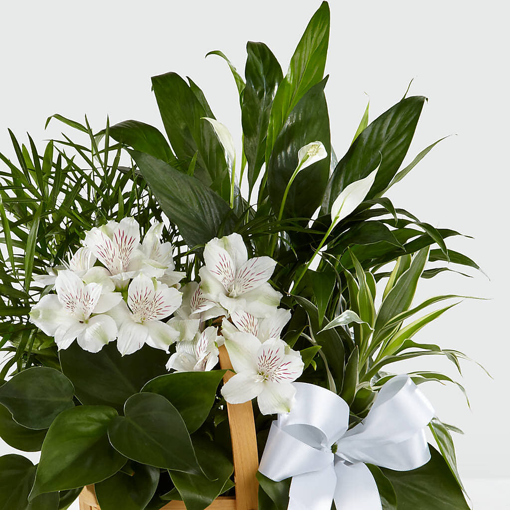 Peace & Serenity Dishgarden –  Exquisite Flowers, Freeport FL