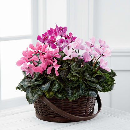 Mixed Cyclamen Planter –  Exquisite Flowers, Freeport FL