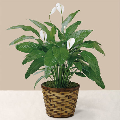 Tranquil Moments Peace Lily Plant –  Exquisite Flowers, Freeport FL