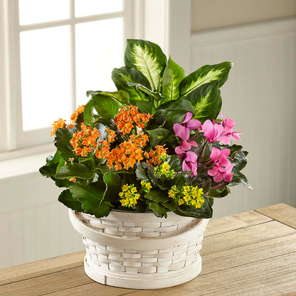 Color Crush Dishgarden –  Exquisite Flowers, Freeport FL