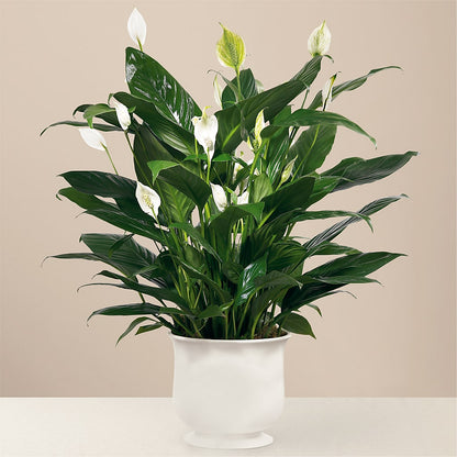Comfort Planter –  Exquisite Flowers, Freeport FL