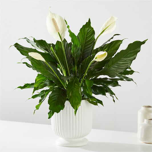 Comfort Planter –  Exquisite Flowers, Freeport FL