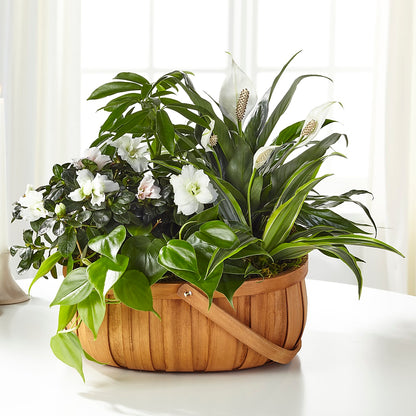 Serene Dishgarden –  Exquisite Flowers, Freeport FL
