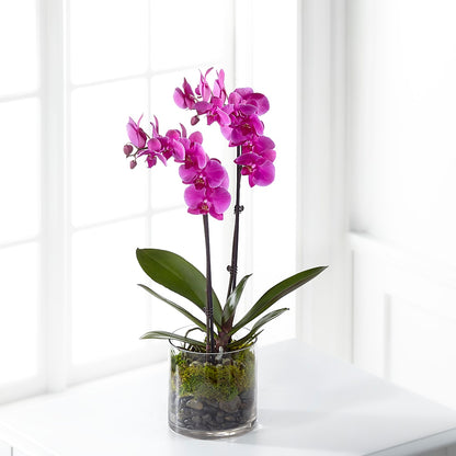 Pink Orchid Plant –  Exquisite Flowers, Freeport FL