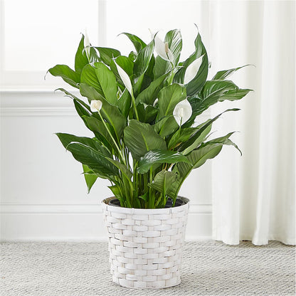 A New Leaf Peace Lily –  Exquisite Flowers, Freeport FL