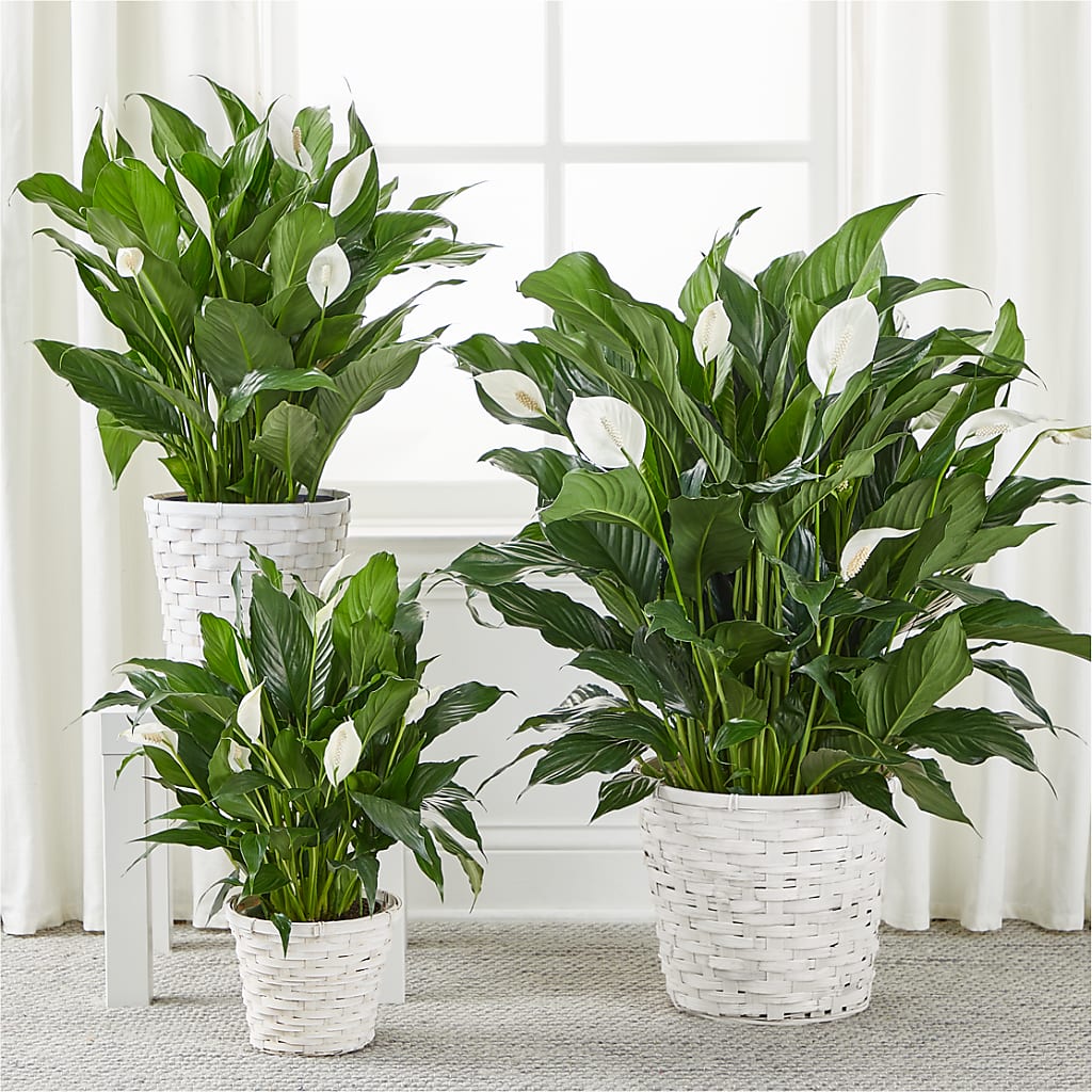 A New Leaf Peace Lily –  Exquisite Flowers, Freeport FL