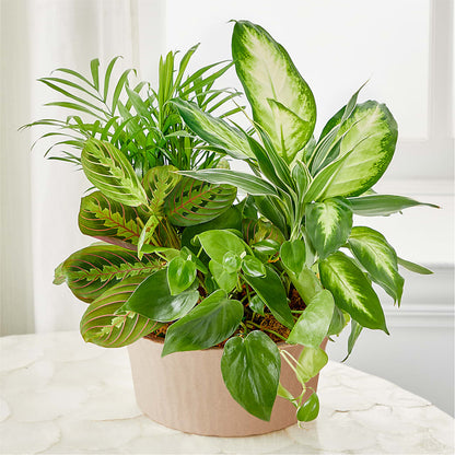Balance & Harmony Dishgarden –  Exquisite Flowers, Freeport FL