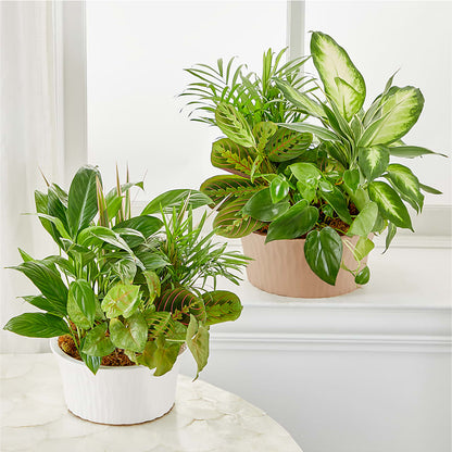 Balance & Harmony Dishgarden –  Exquisite Flowers, Freeport FL