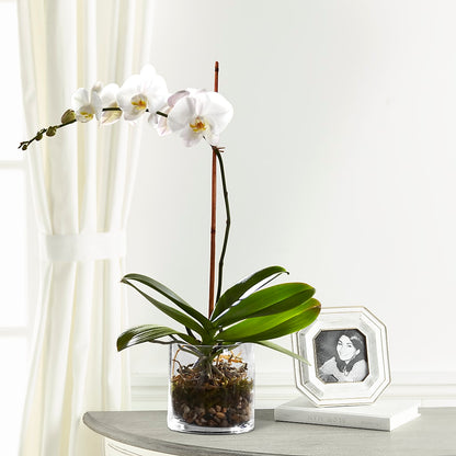 White Orchid Planter –  Exquisite Flowers, Freeport FL