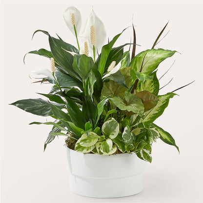 Radiating Positivity Dishgarden –  Exquisite Flowers, Freeport FL